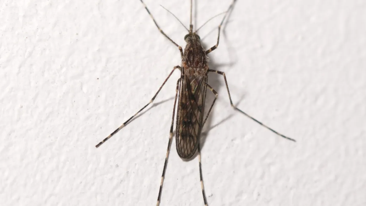 Has climate change brought mosquitoes to Iceland? | Climate News