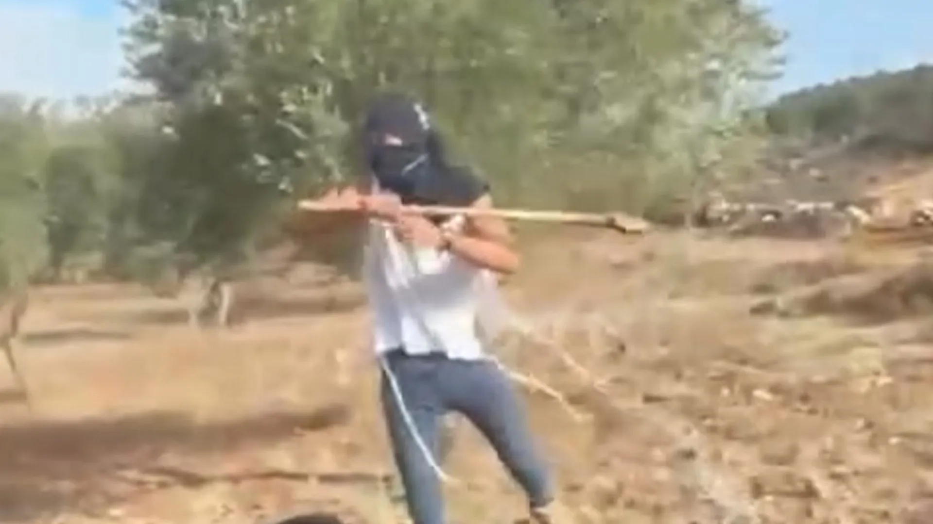 Palestinian woman attacked by Israeli settler while harvesting olives | Occupied West Bank