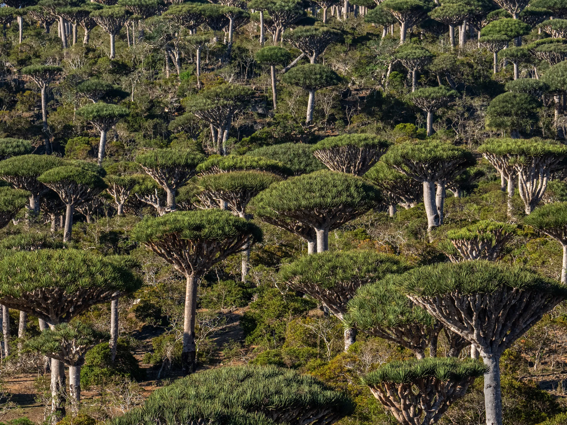 Are rainforests now a cause of, rather than the answer to, climate change? | Climate Crisis News