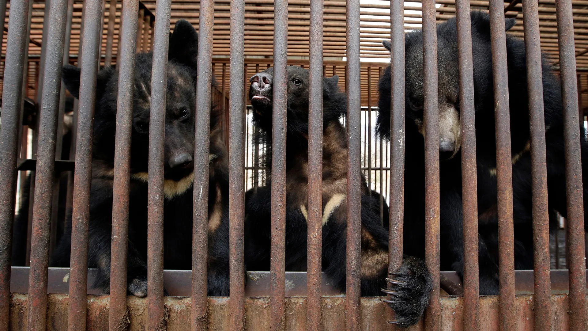 South Korea announces end to controversial bear bile farming | Environment