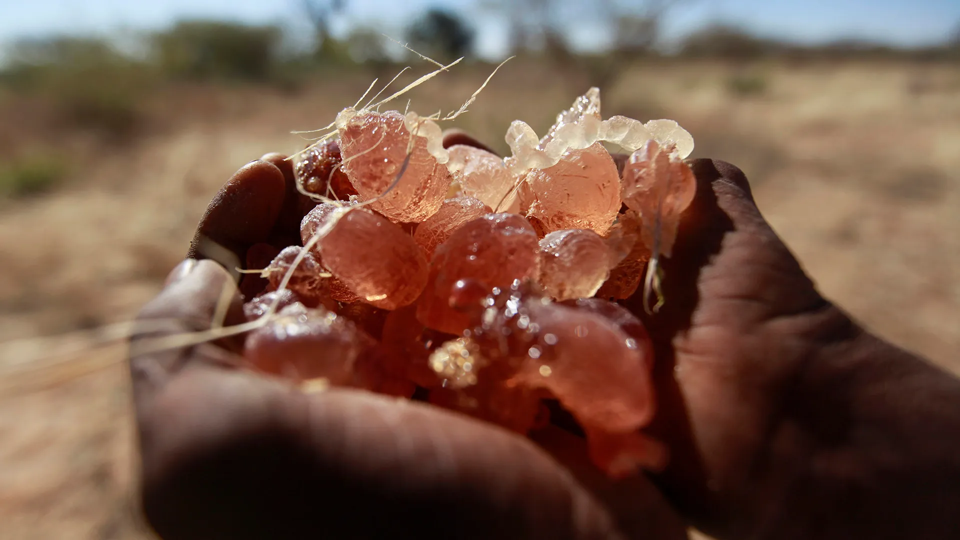 How is gum arabic fuelling the war in Sudan? | Sudan war